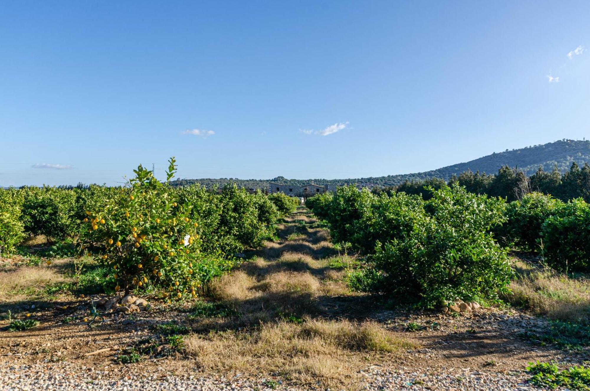 El Limonar De Mallorca - Agroturismo Ballerics ภายนอก รูปภาพ