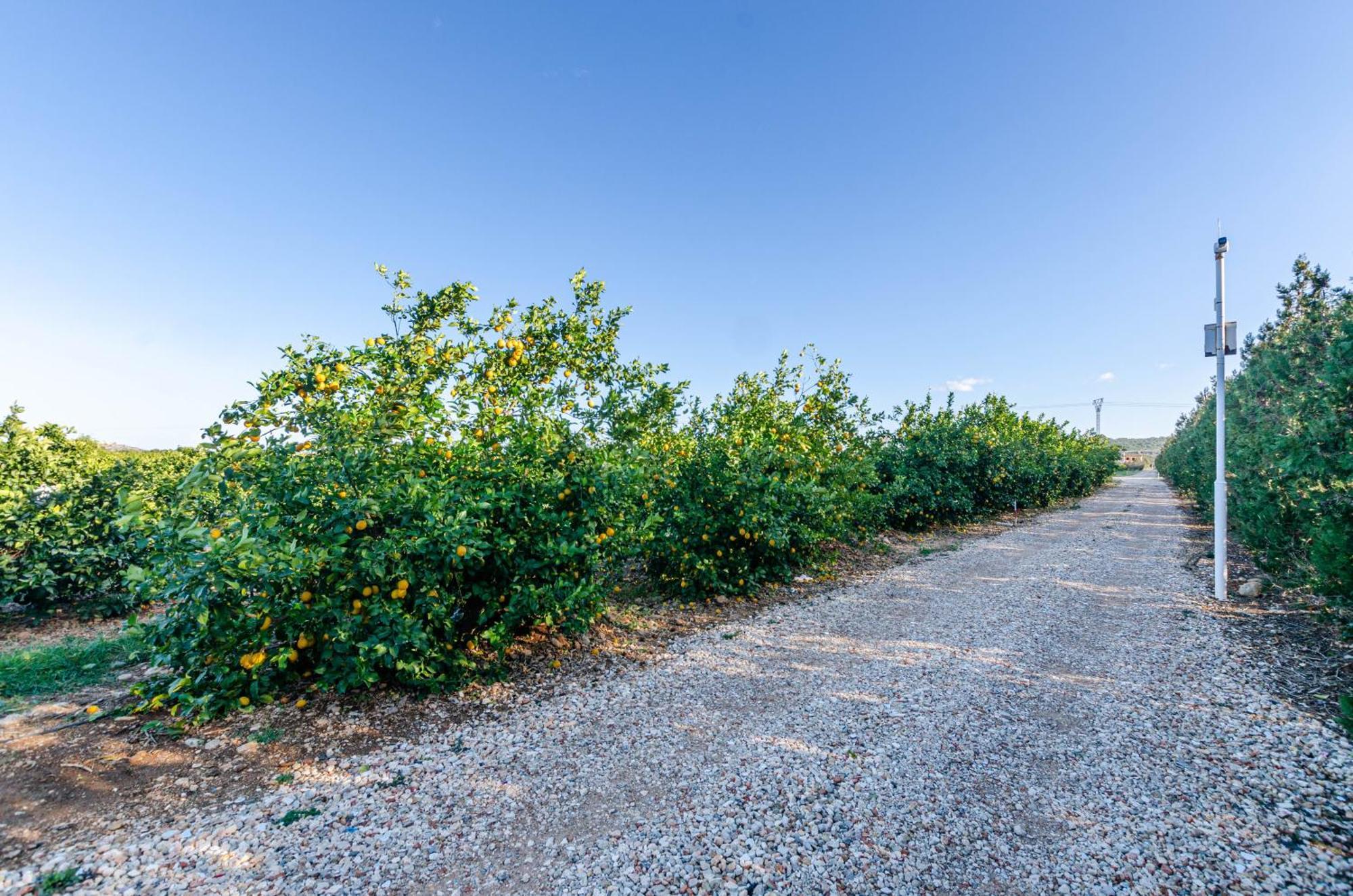 El Limonar De Mallorca - Agroturismo Ballerics ภายนอก รูปภาพ