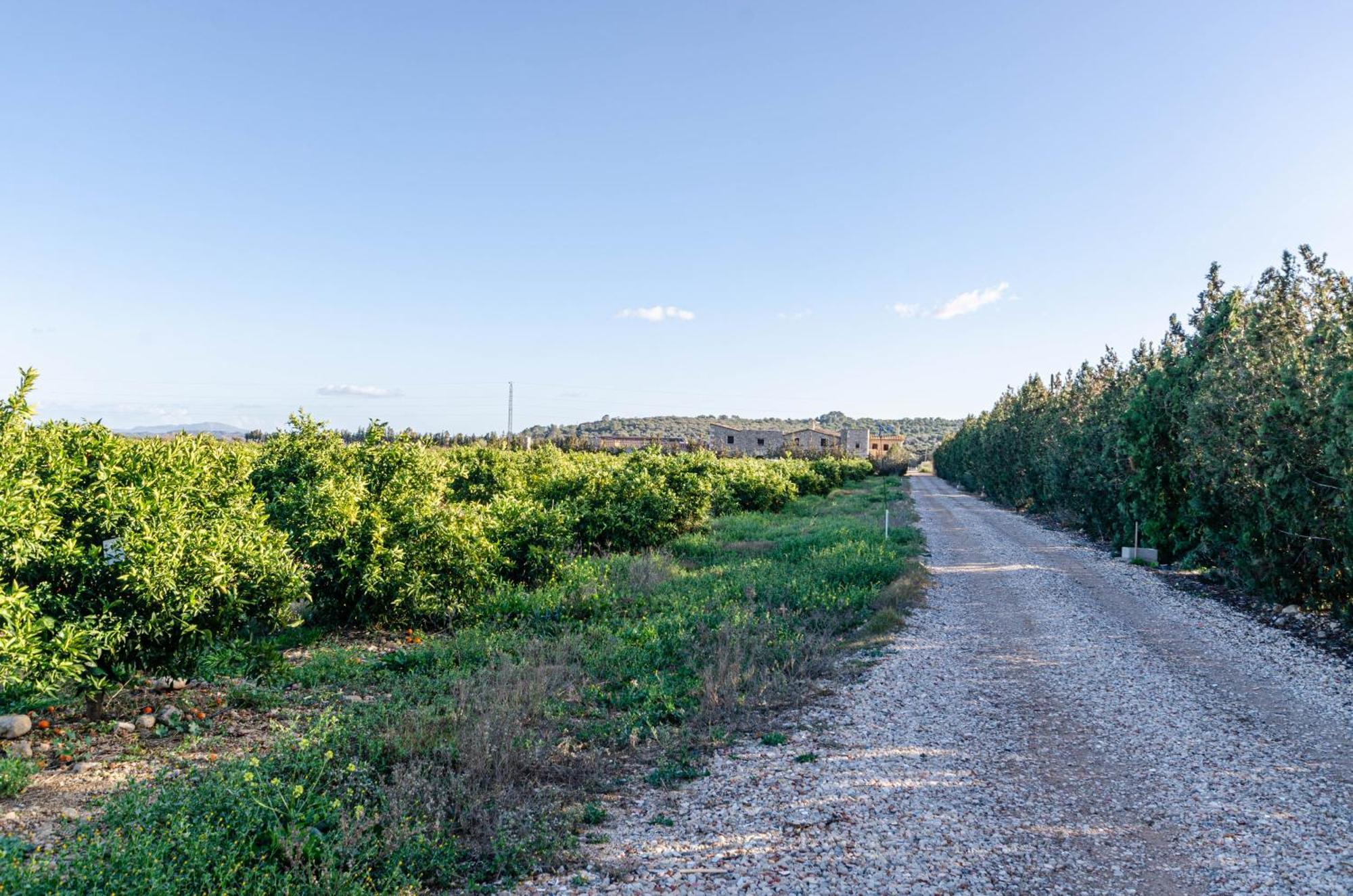 El Limonar De Mallorca - Agroturismo Ballerics ภายนอก รูปภาพ